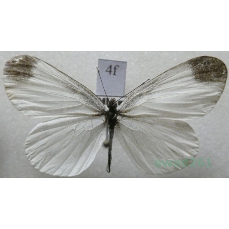 Leptidea sinapis (Linnaeus, 1758) Wietek gorczycznik Czech4f